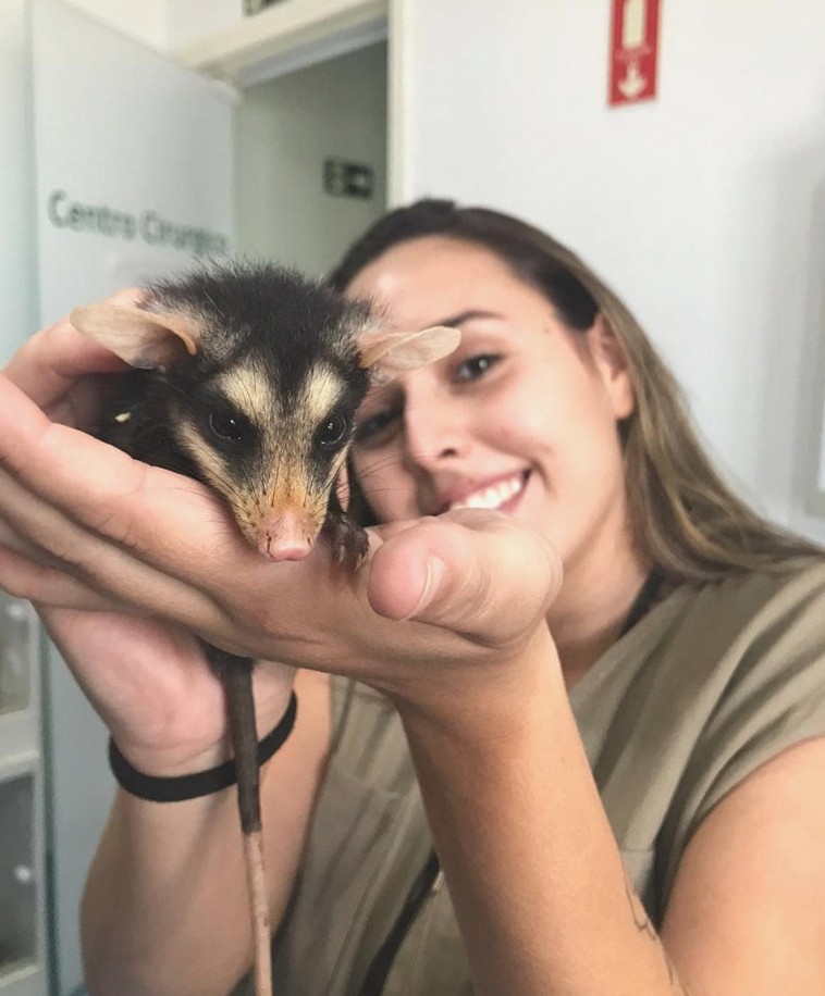 Atendimento de animal silvestre (saruê)